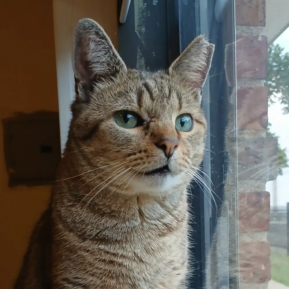 angelsinvelvet.bsky.social's profile picture