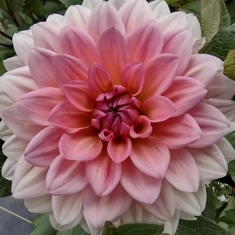 slinkingflorist.bsky.social's profile picture