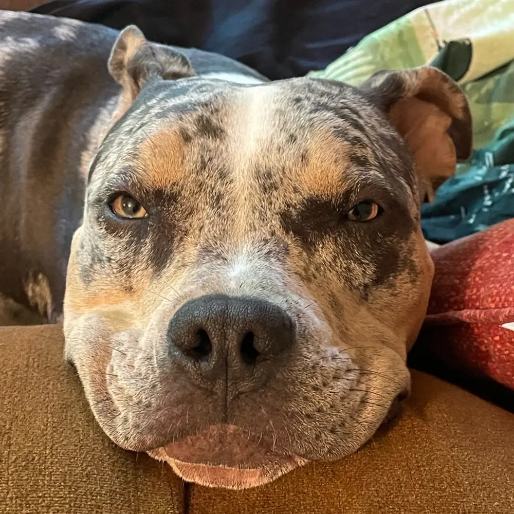 shawn-unsimulated.bsky.social's profile picture