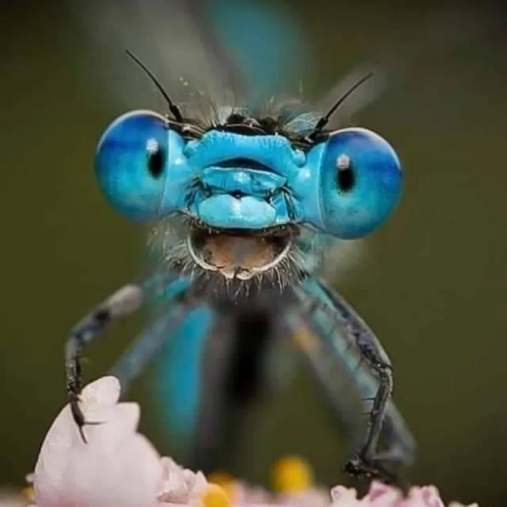 cristallineclarity.bsky.social's profile picture