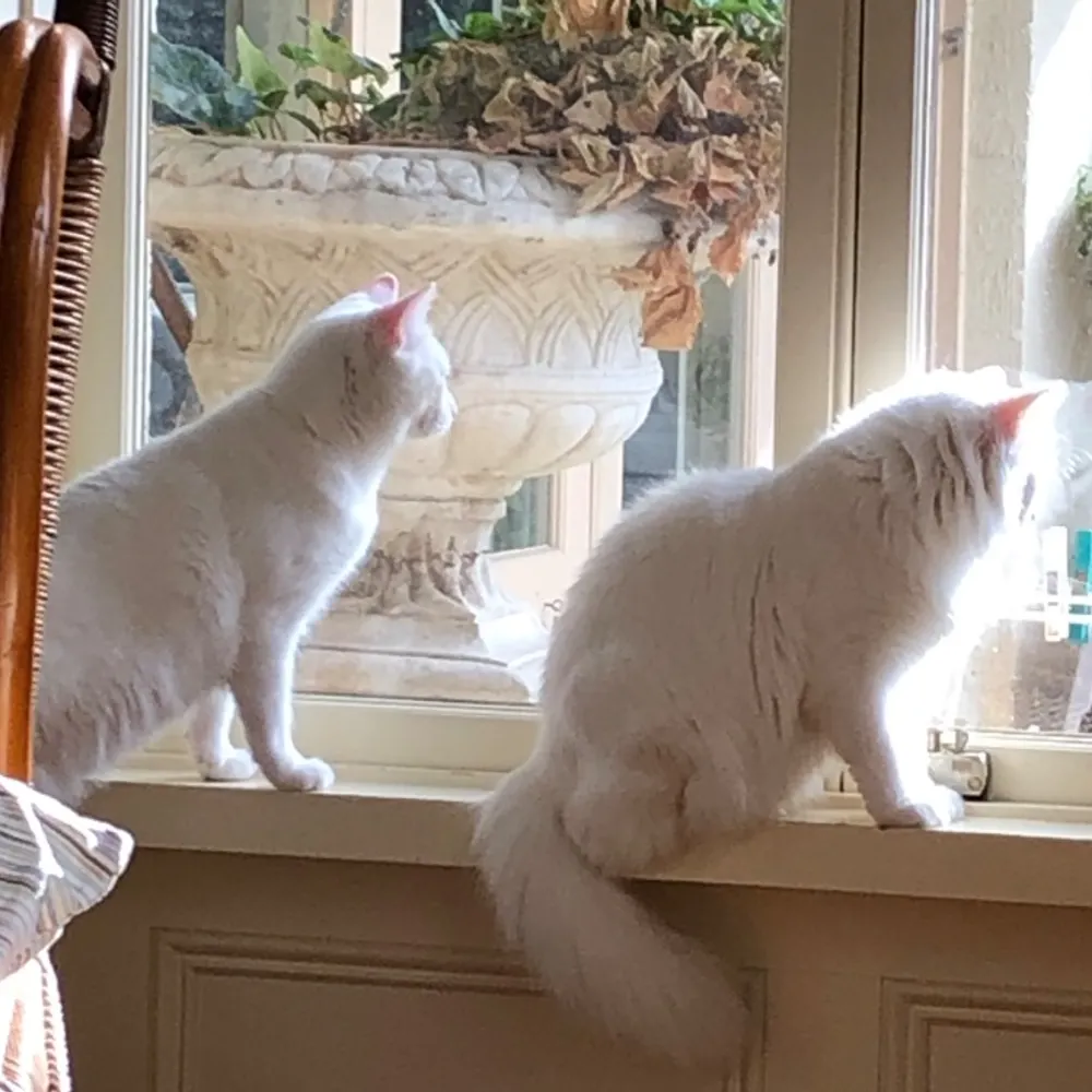 tasdevilsrgr8.bsky.social's profile picture