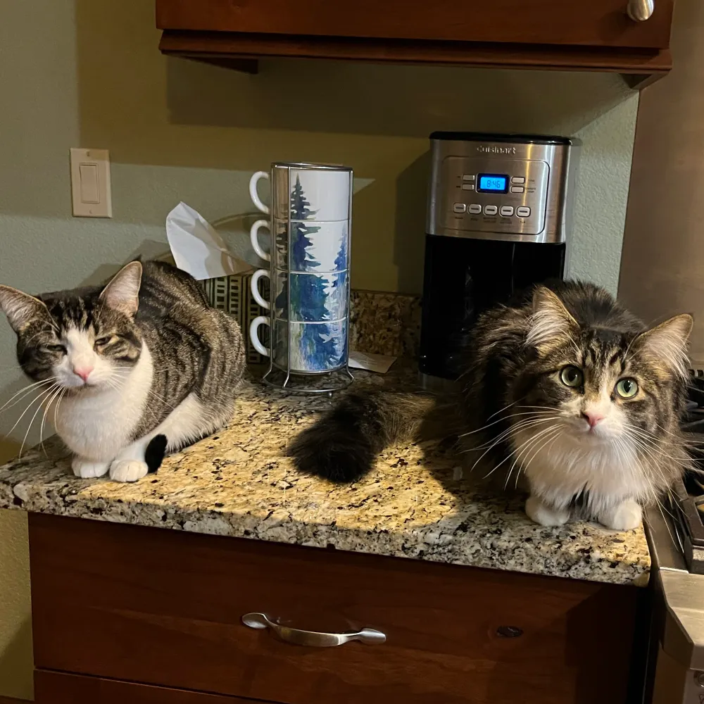 sakonelo.bsky.social's profile picture