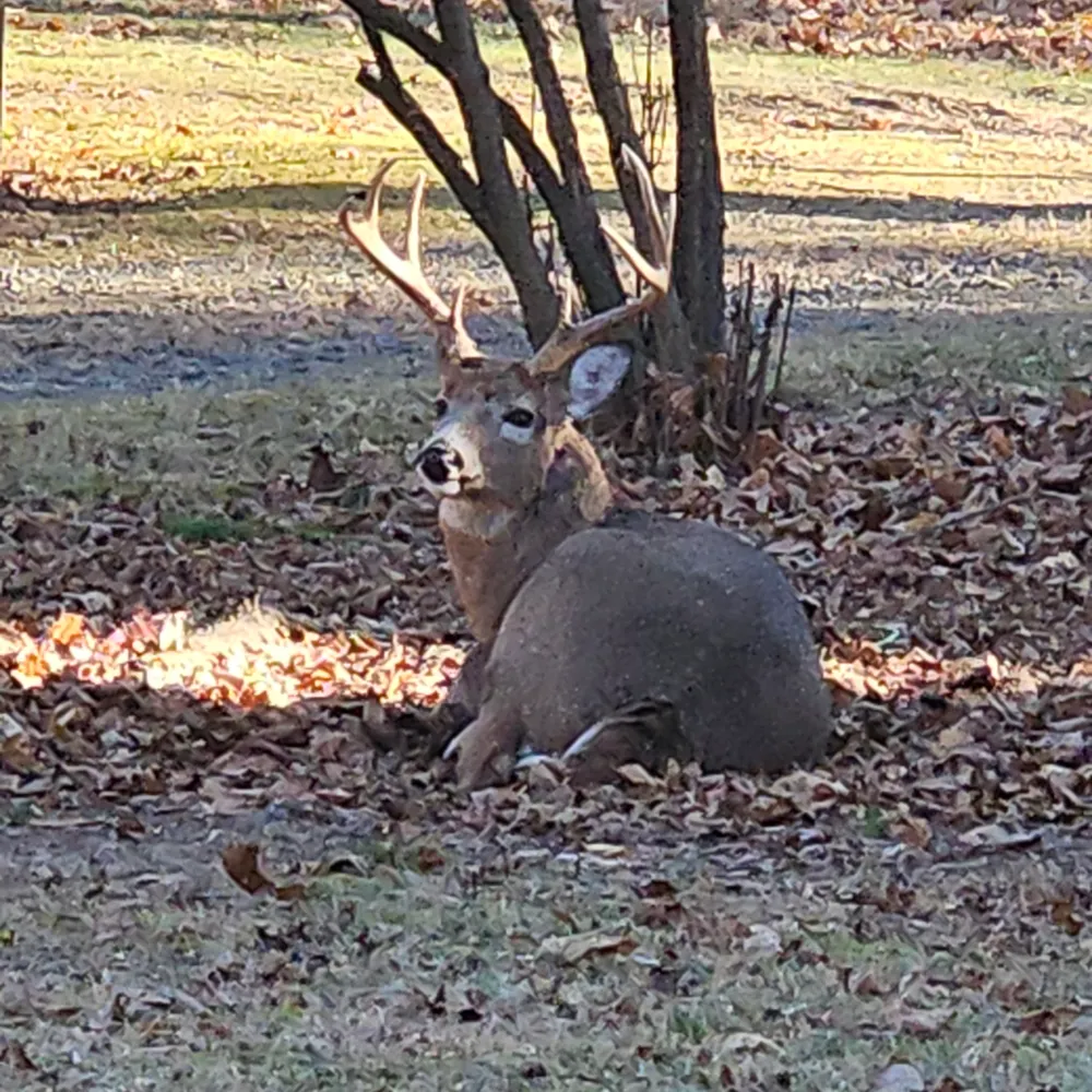 brendanherlihy.bsky.social's profile picture