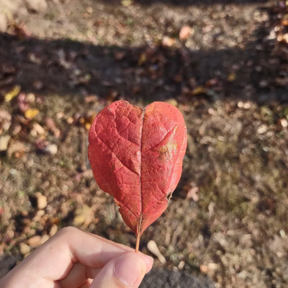 diesel-flowers.bsky.social's profile picture