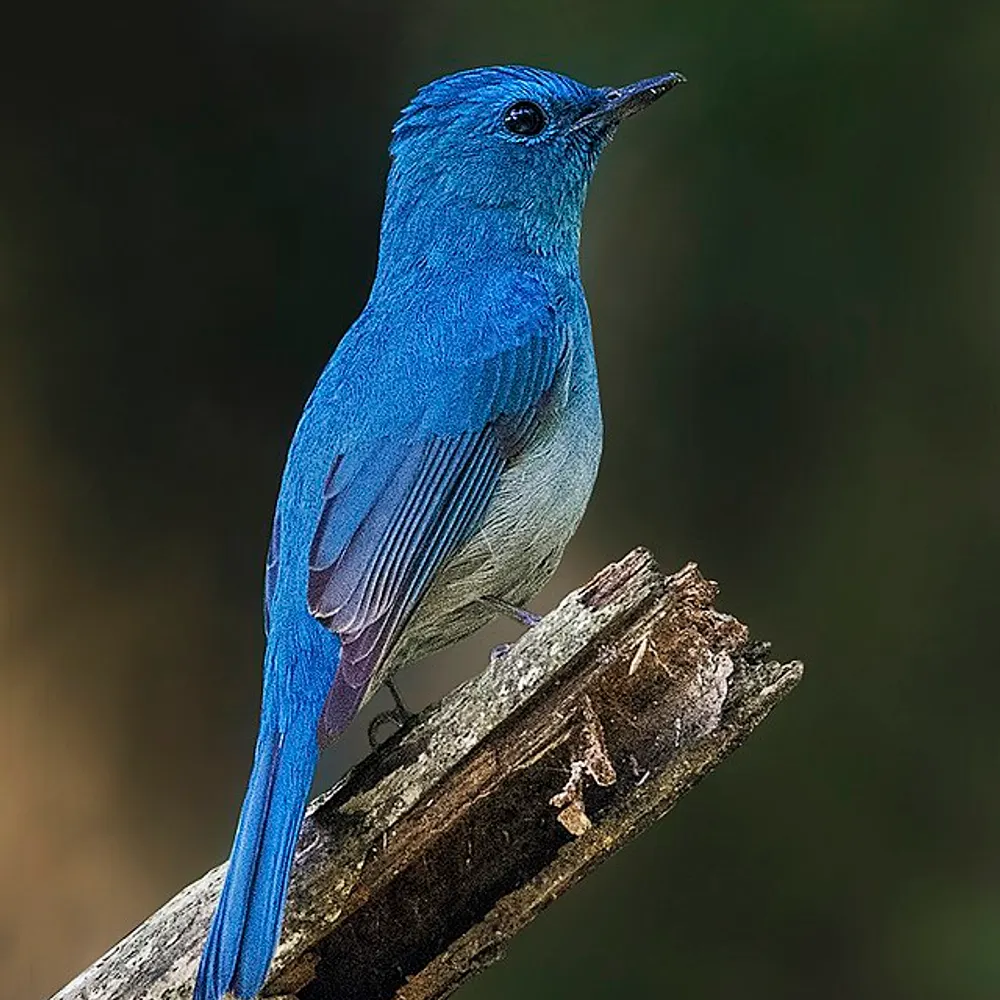 mommom-dayton.bsky.social's profile picture