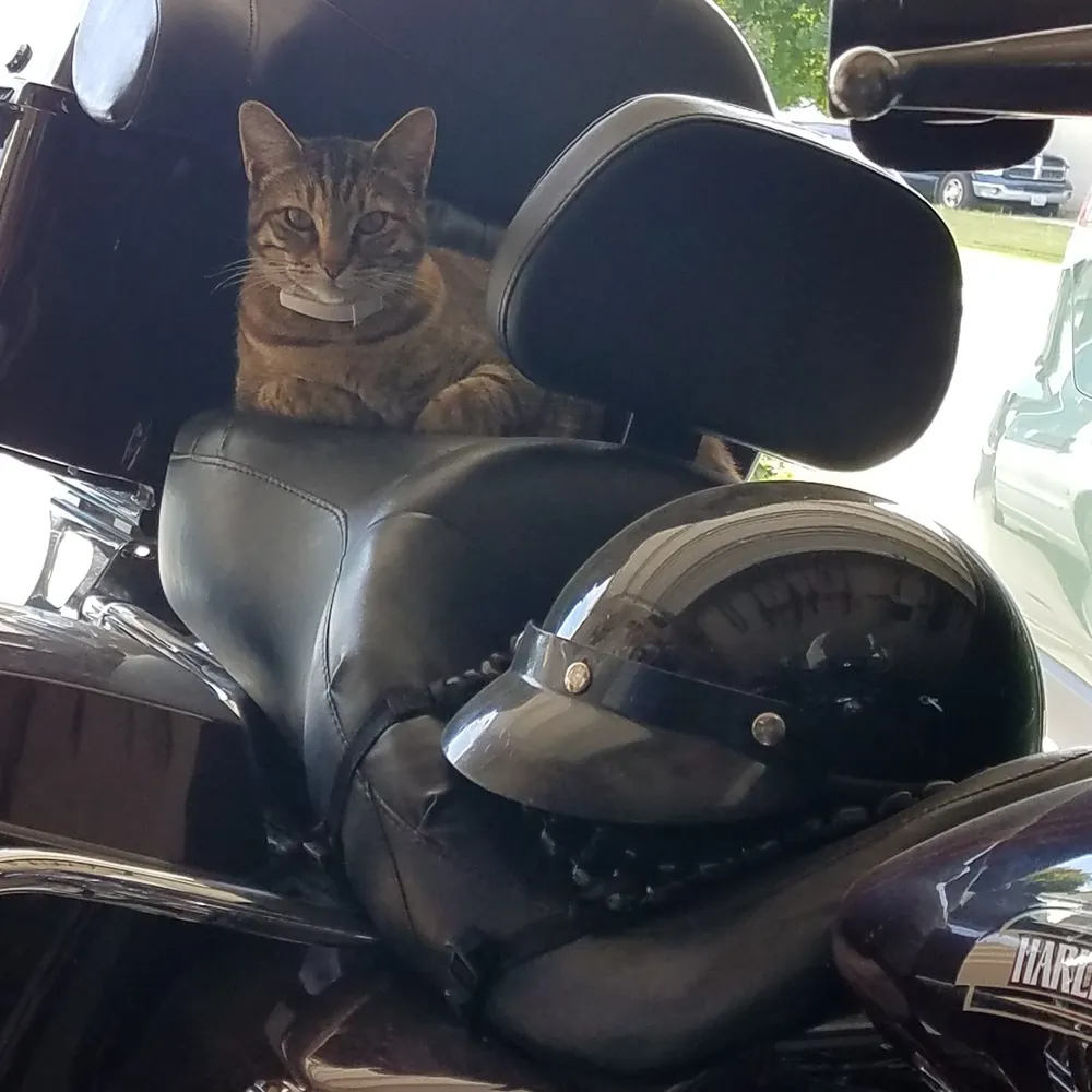 izzy1716.bsky.social's profile picture