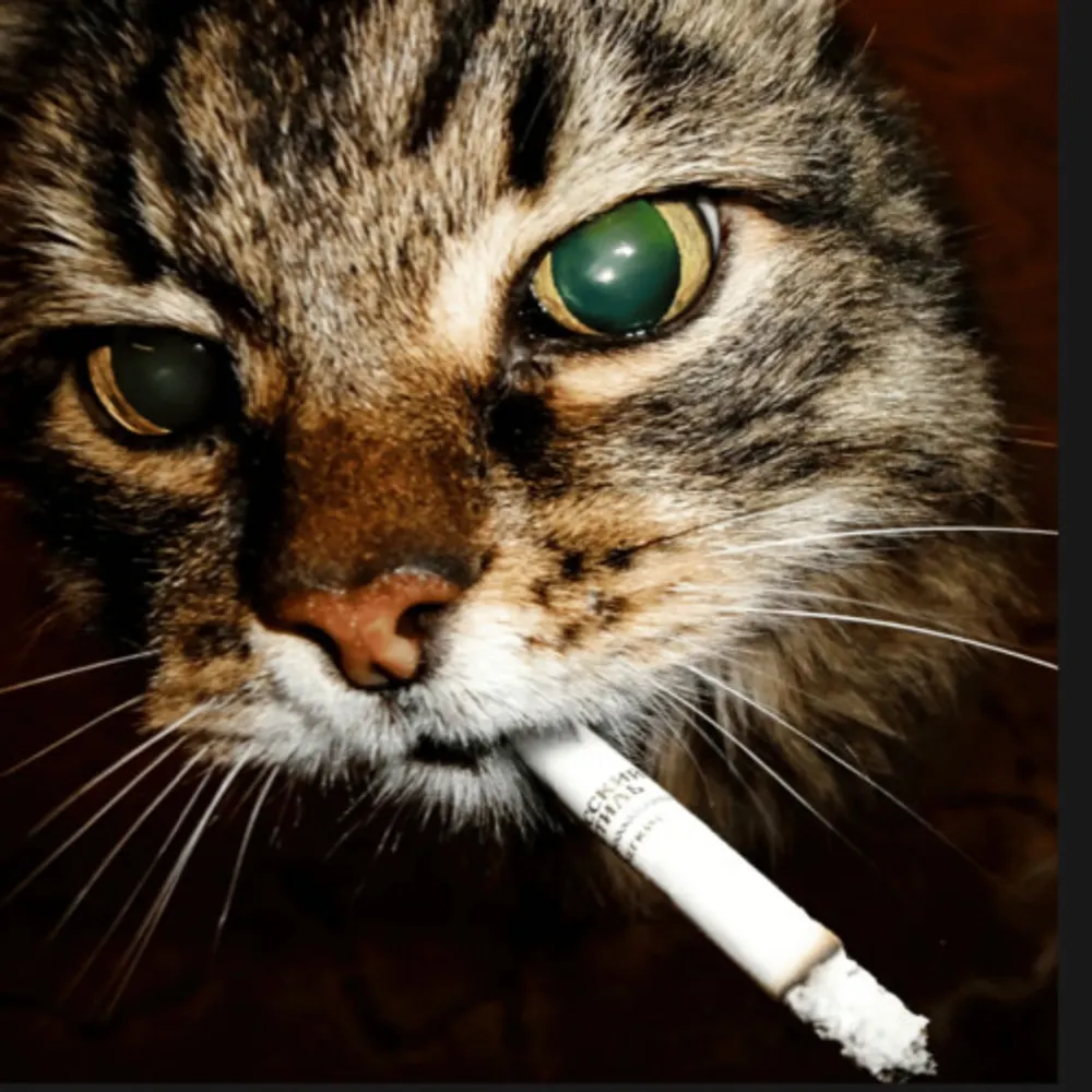 gaysludge.bsky.social's profile picture