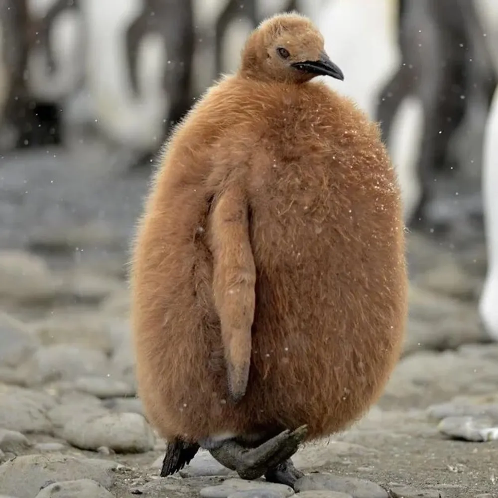 tonycava.bsky.social's profile picture