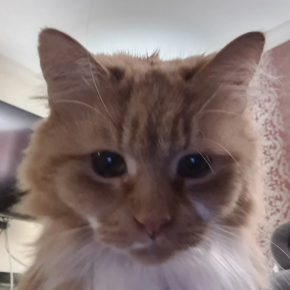 whingerf.bsky.social's profile picture