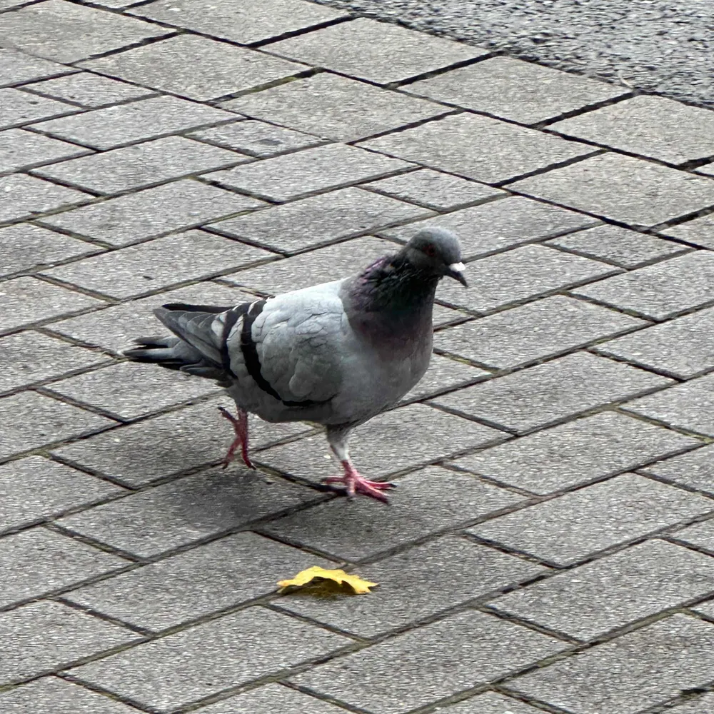 pidgeon24.bsky.social's profile picture