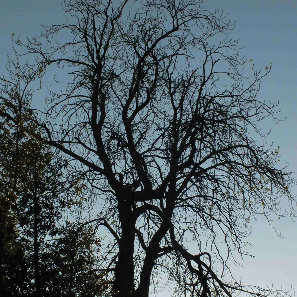 audrey-bailey.bsky.social's profile picture