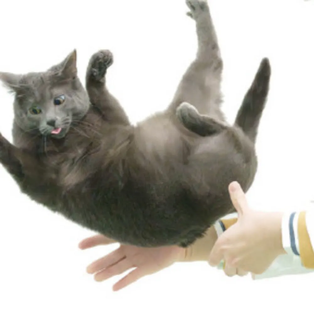 elitespeed.bsky.social's profile picture