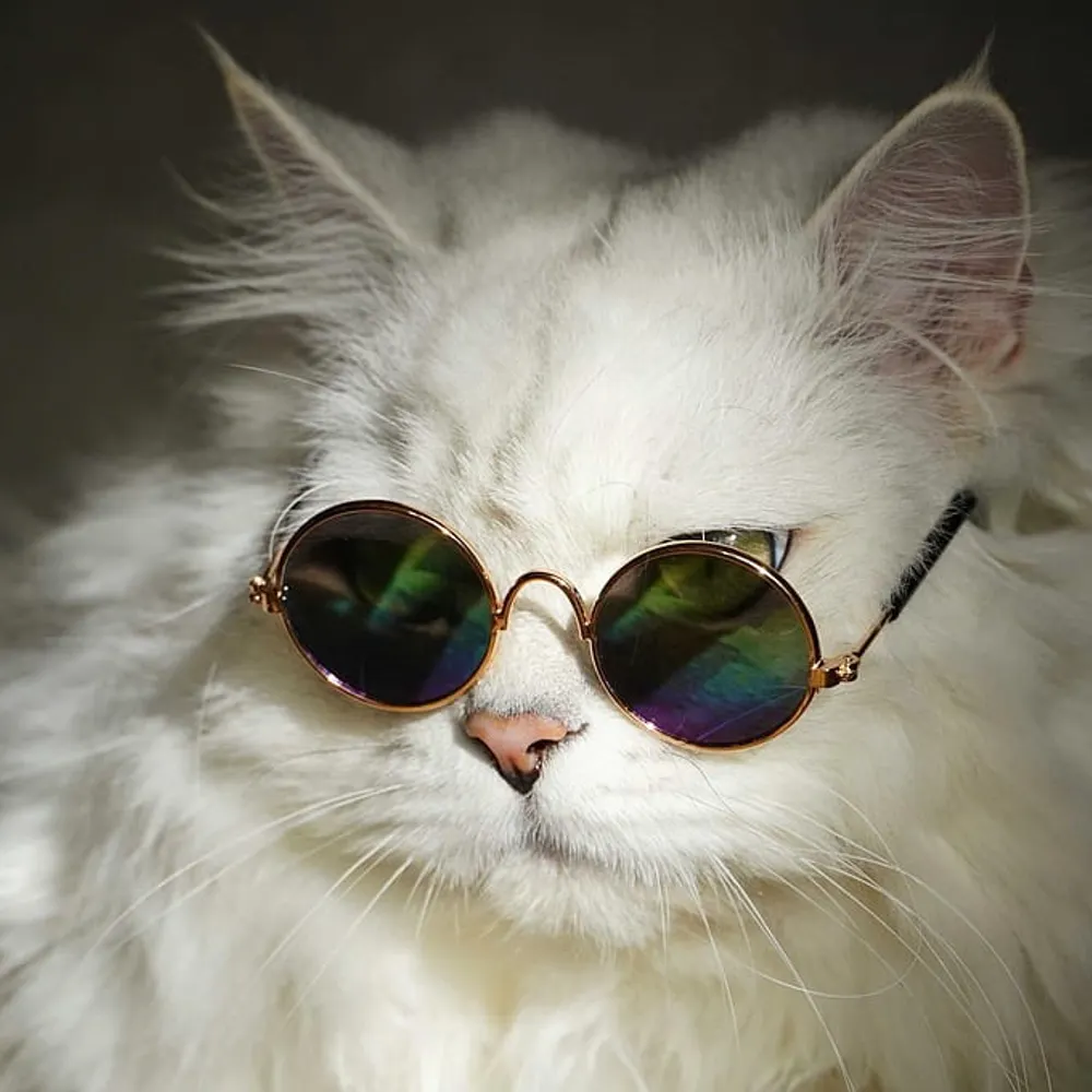 vintagecat.bsky.social's profile picture