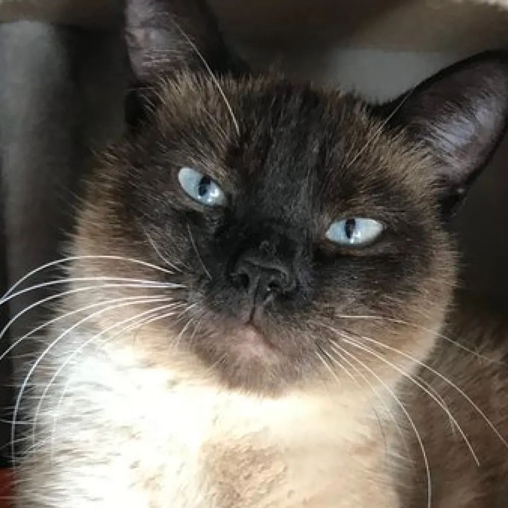 ro-cocco.bsky.social's profile picture