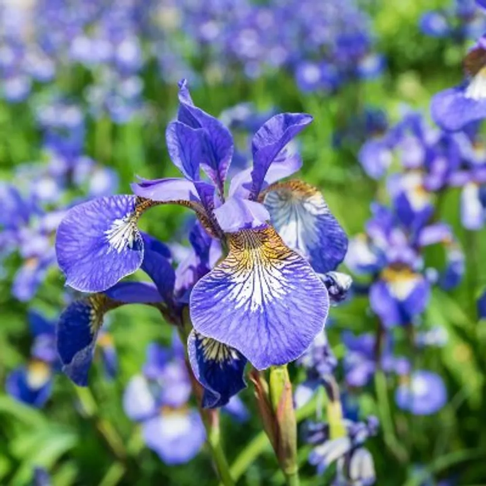 archivist1001.bsky.social's profile picture