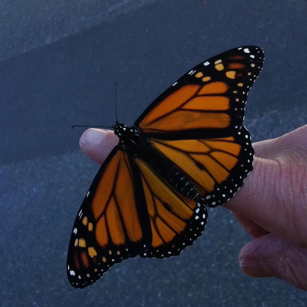 albri.bsky.social's profile picture