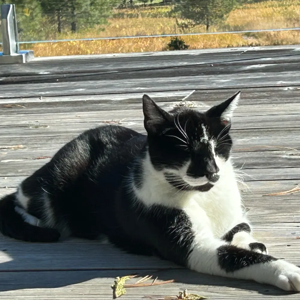 catscratchfever.bsky.social's profile picture