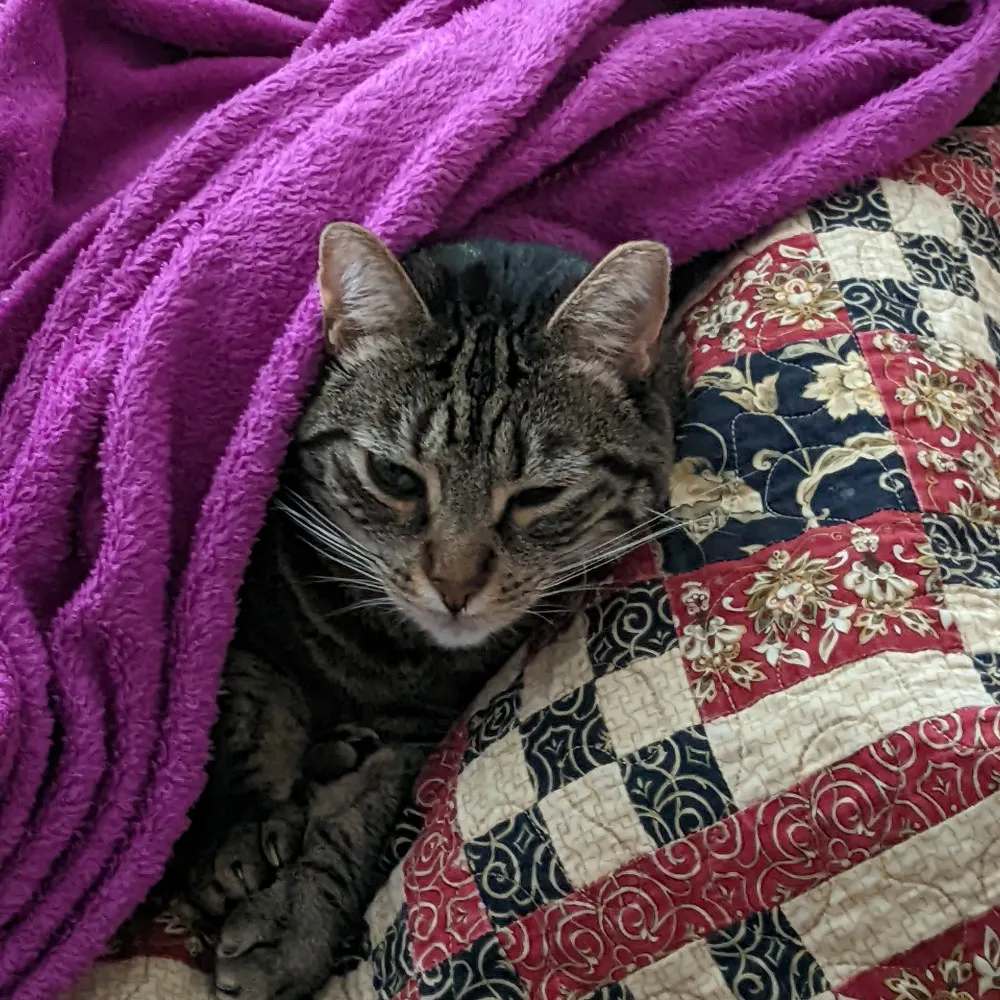 chrishelgerson.bsky.social's profile picture