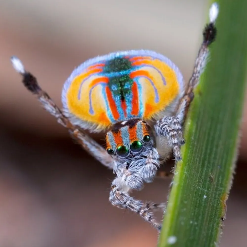 zhizhu.bsky.social's profile picture