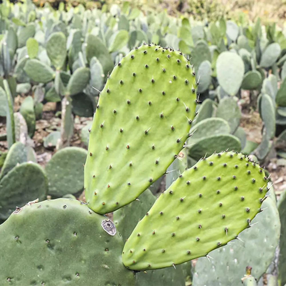 krazy-mexikan.bsky.social's profile picture