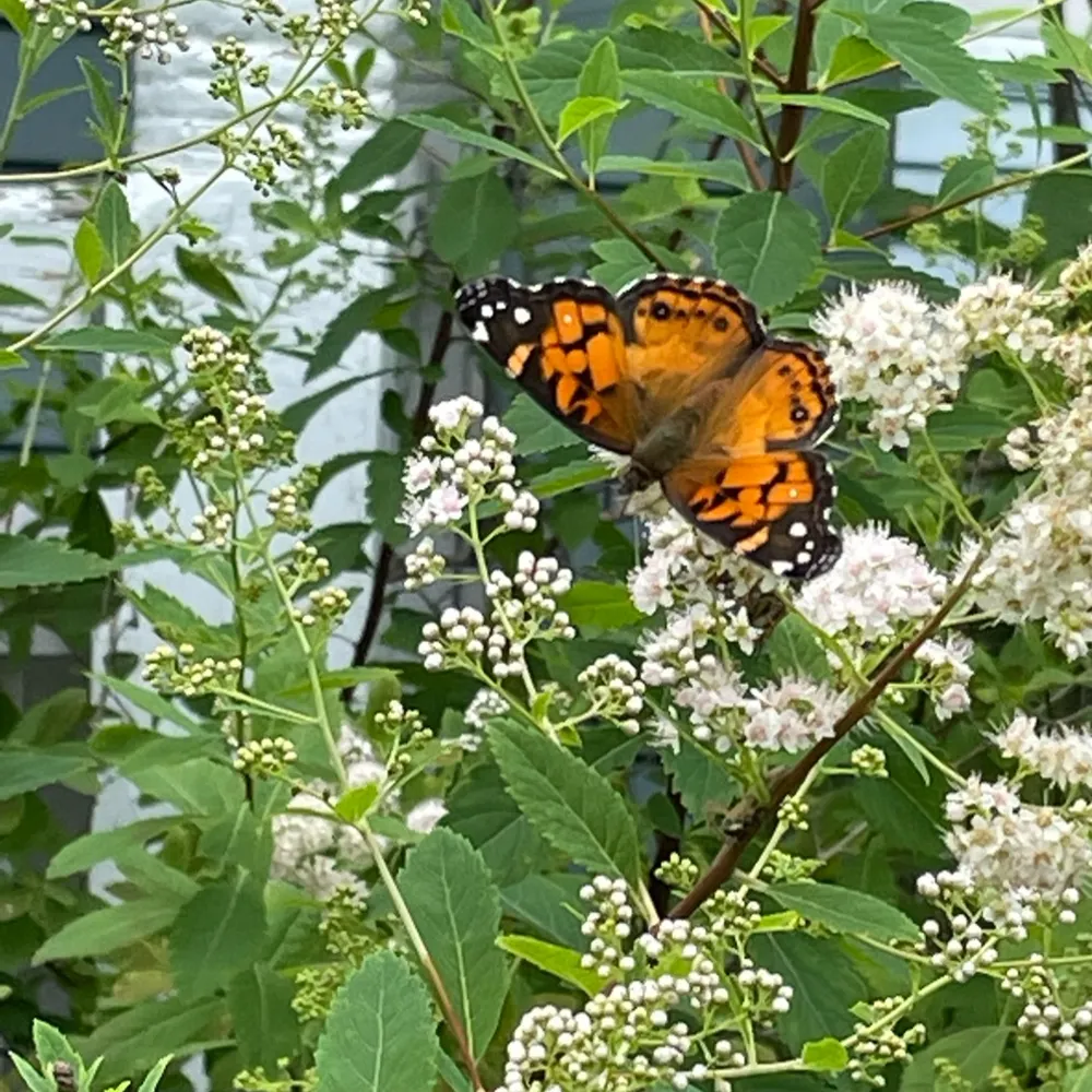 mainegirlagain.bsky.social's profile picture