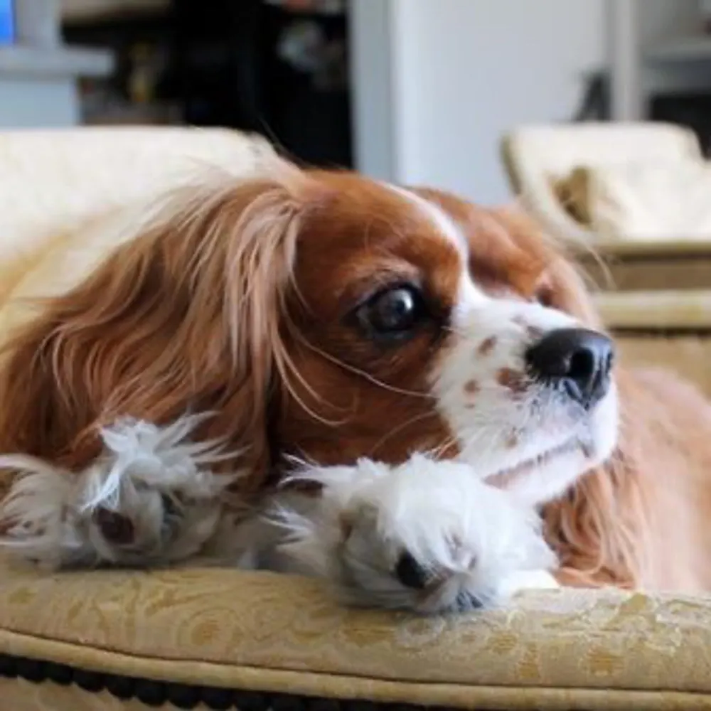 savannahpeace.bsky.social's profile picture