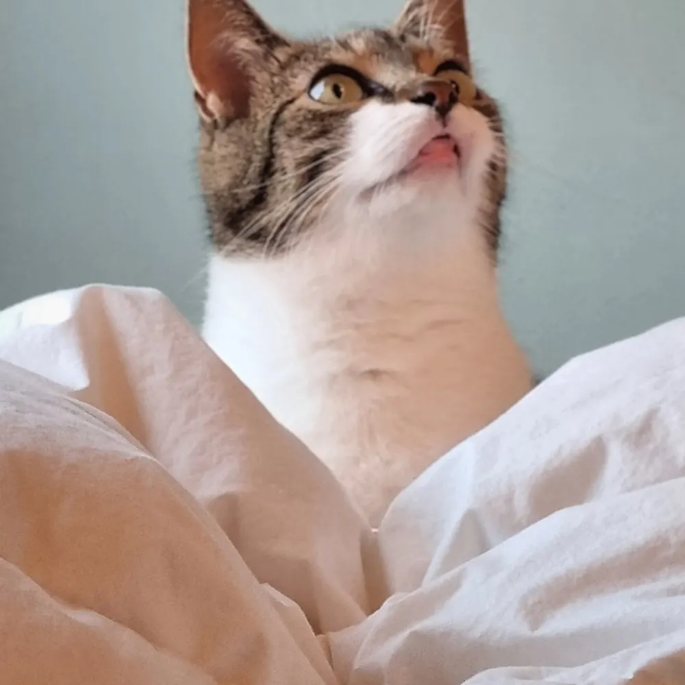 counterstatic.bsky.social's profile picture