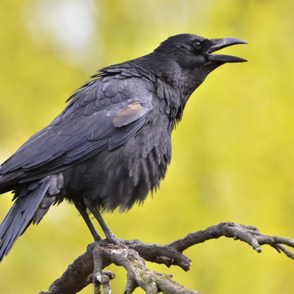 nesler.org's profile picture