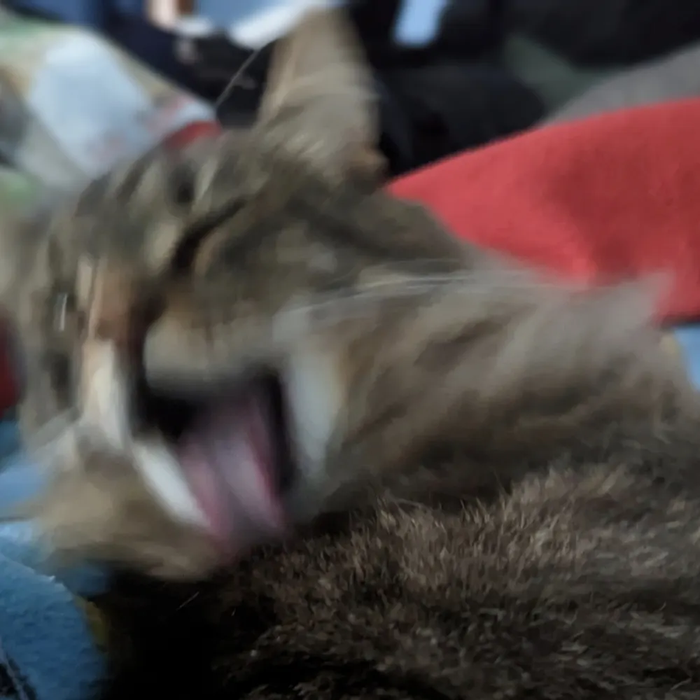 banjosbackpack.bsky.social's profile picture