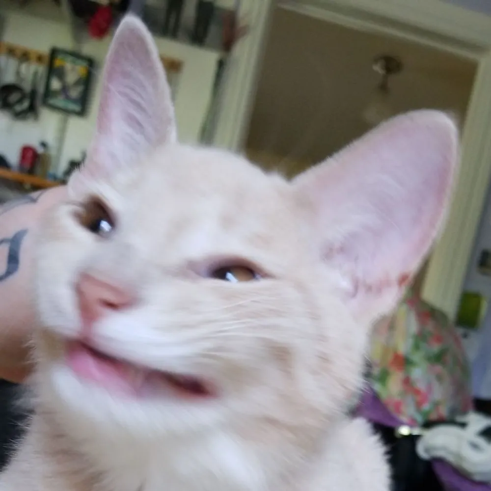 fenrirtheyapper.bsky.social's profile picture