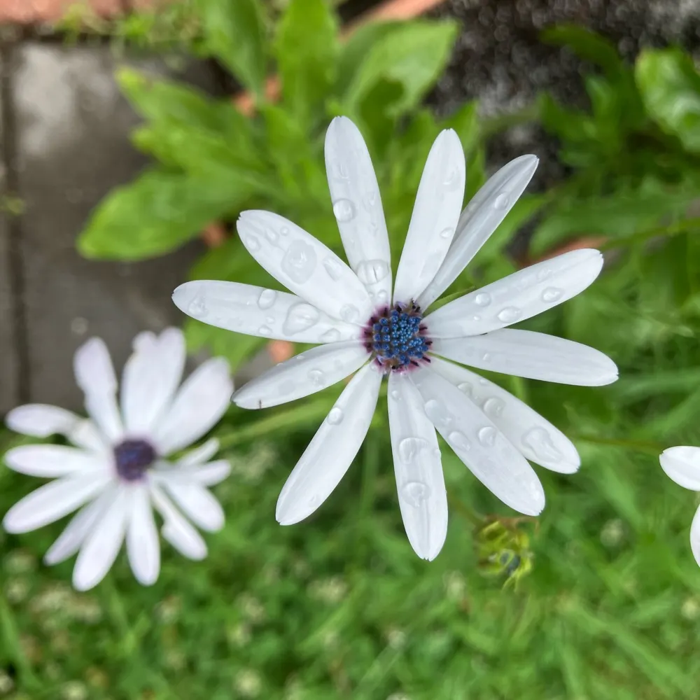 emme-004.bsky.social's profile picture