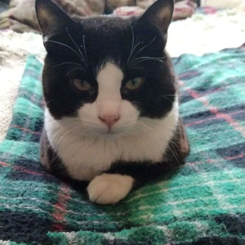 fnzeroo.bsky.social's profile picture