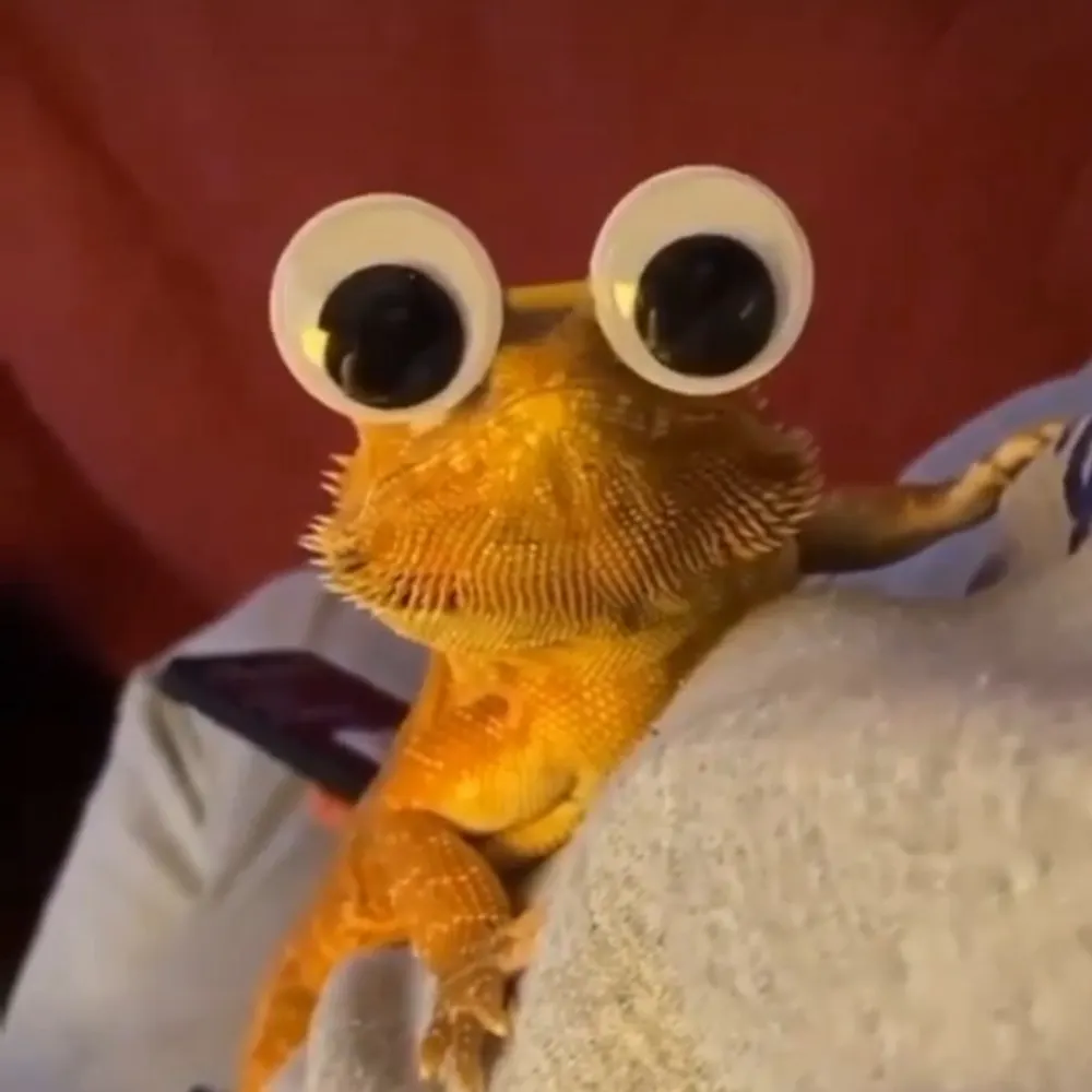 lizbenbrooks.bsky.social's profile picture