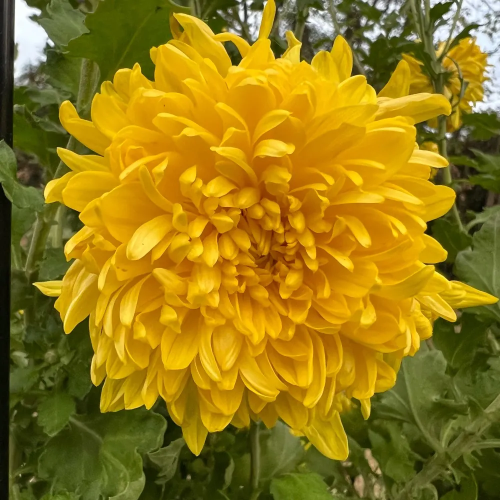 deepbluekat.bsky.social's profile picture