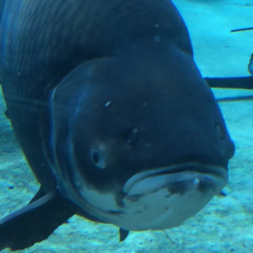 megabrow12.bsky.social's profile picture