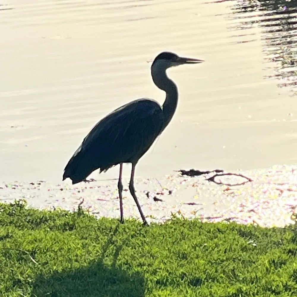 mickeyme.bsky.social's profile picture