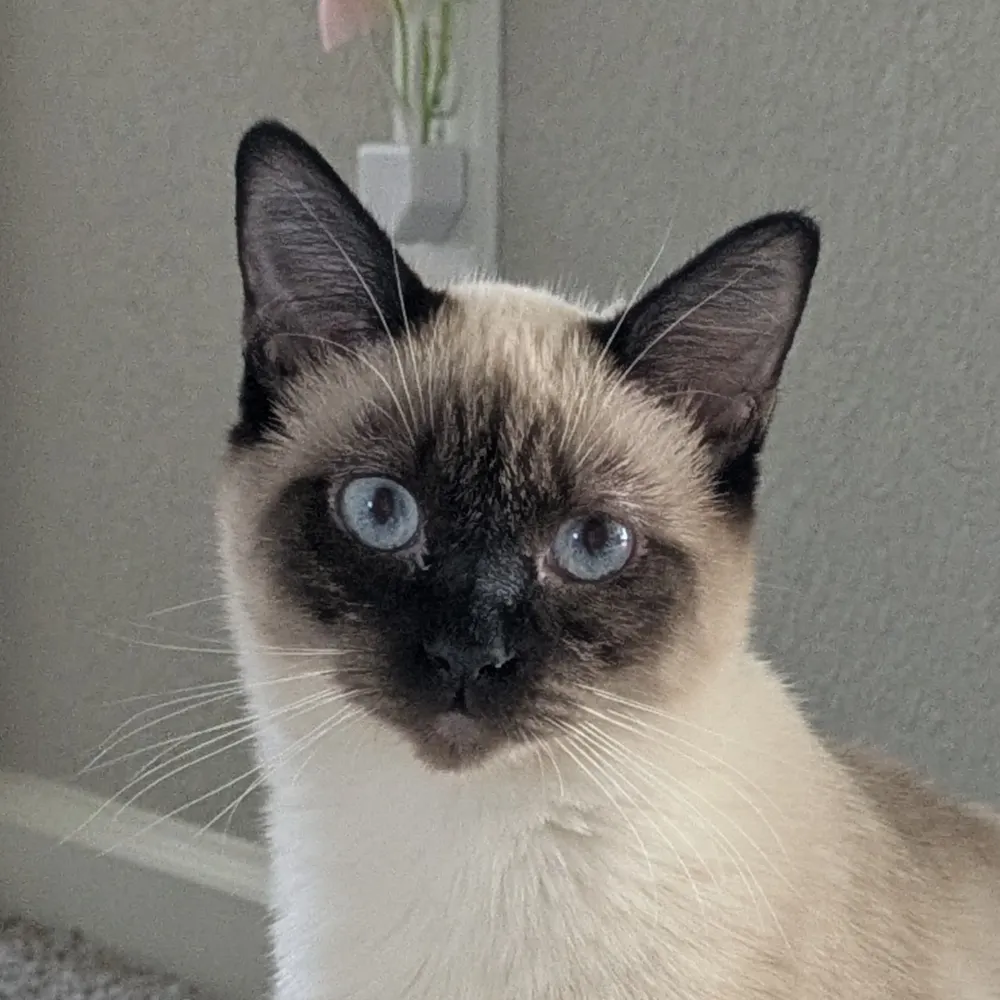 sarahbirdnerd.bsky.social's profile picture