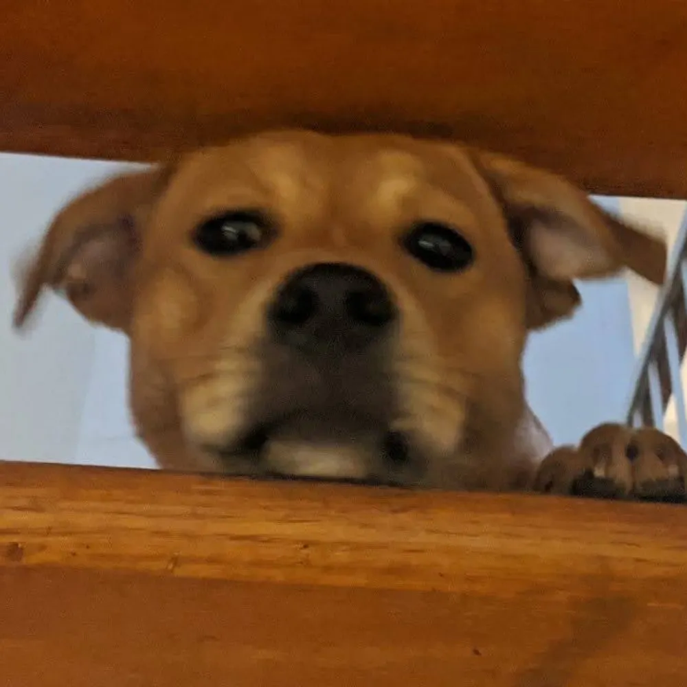 wammo.bsky.social's profile picture