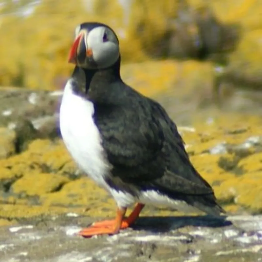 gnomeicide.bsky.social's profile picture