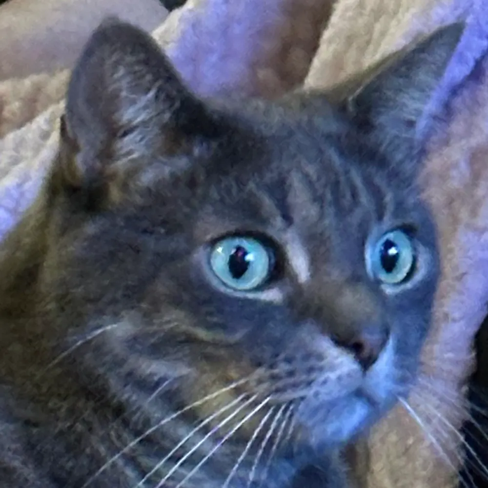 amyrumb.bsky.social's profile picture