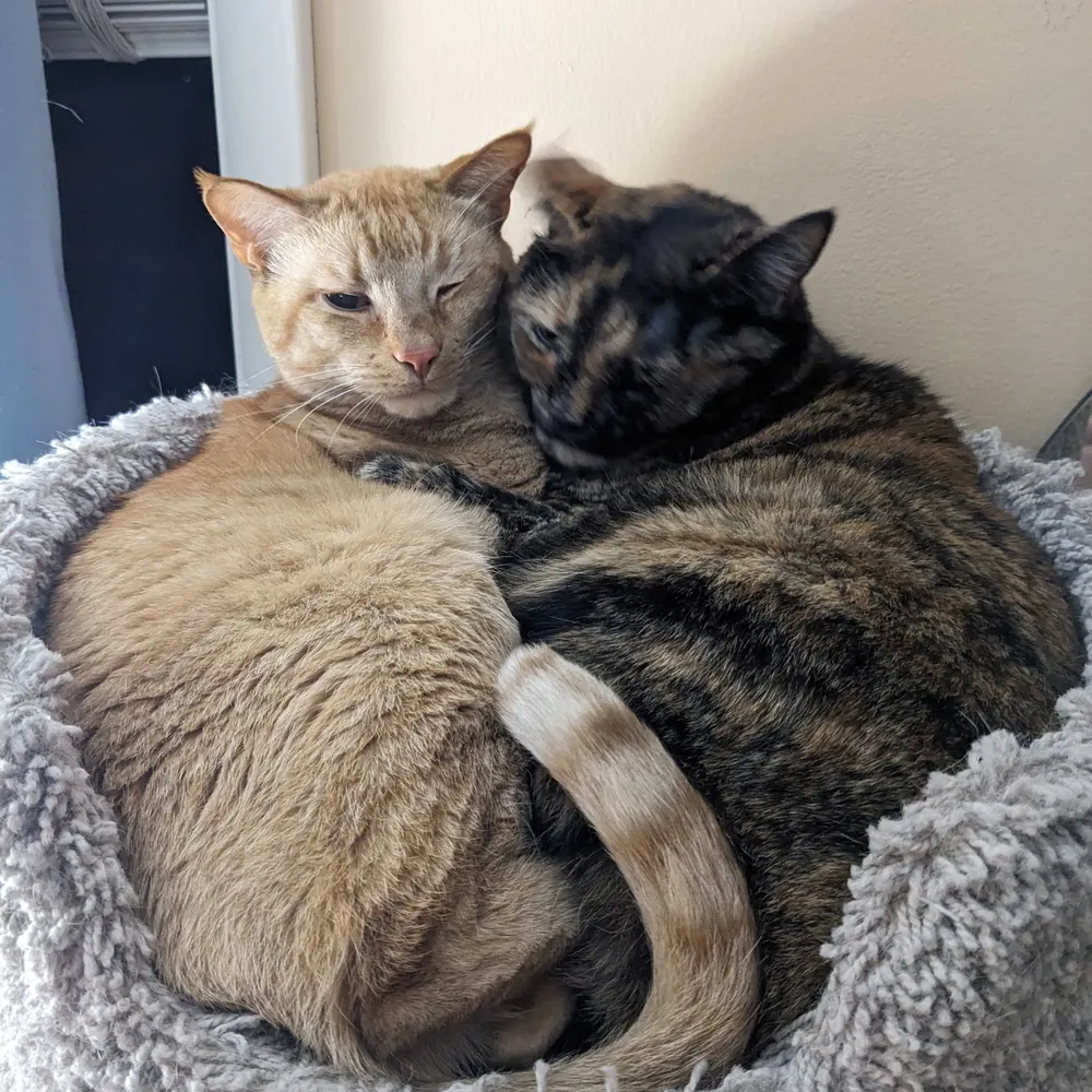 tehlily.bsky.social's profile picture