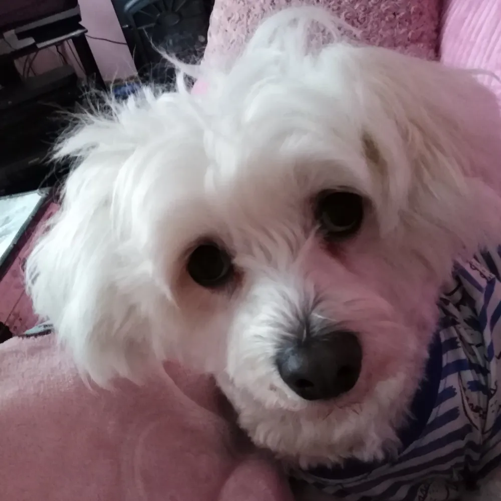 francessierra.bsky.social's profile picture