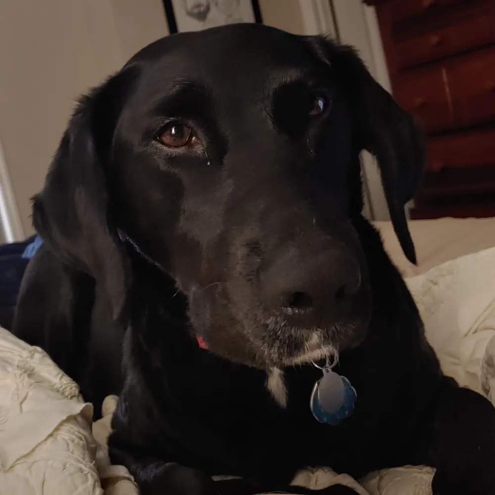 rismith.bsky.social's profile picture