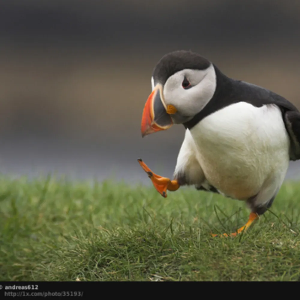 ebishirl.bsky.social's profile picture