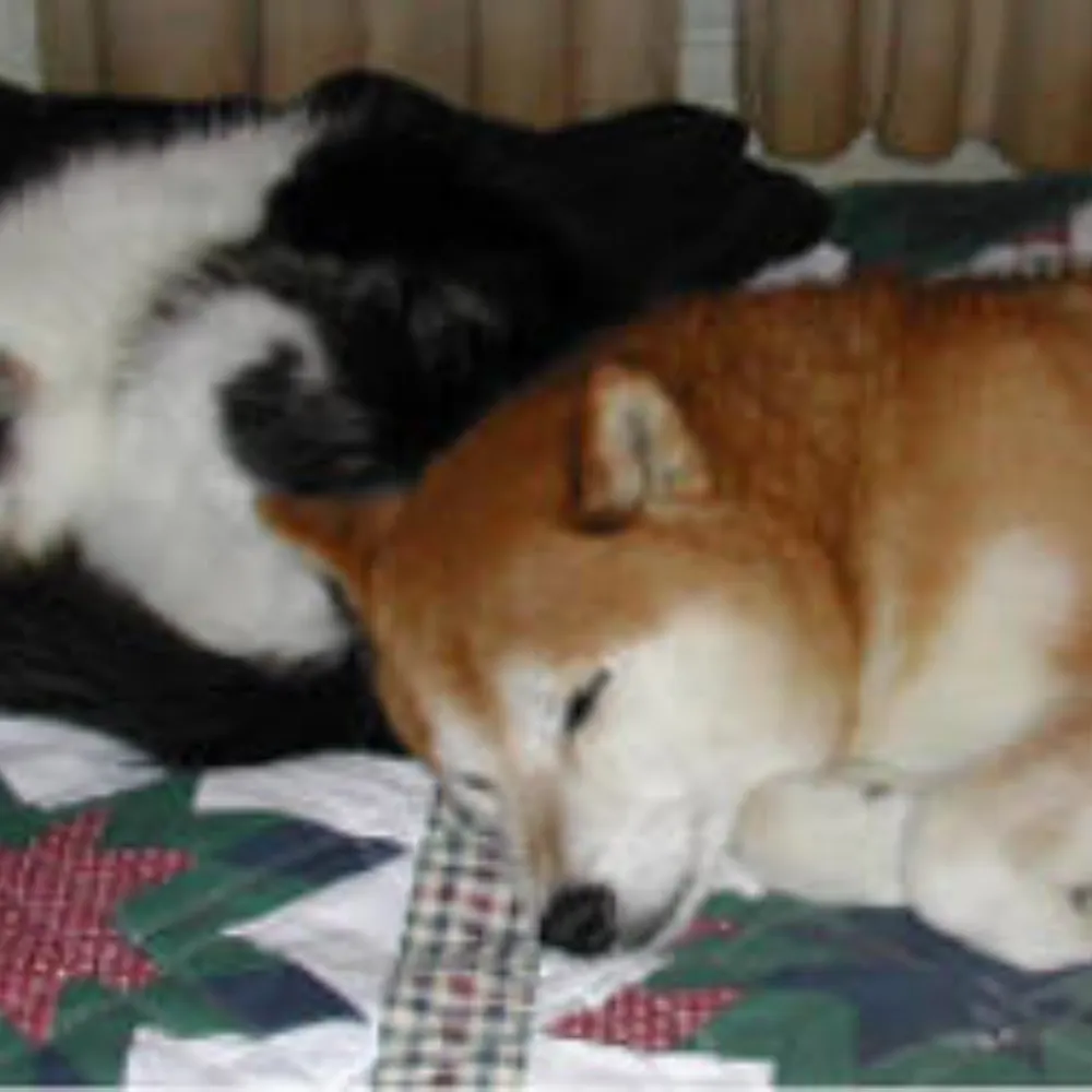 fleaingdogfella.bsky.social's profile picture