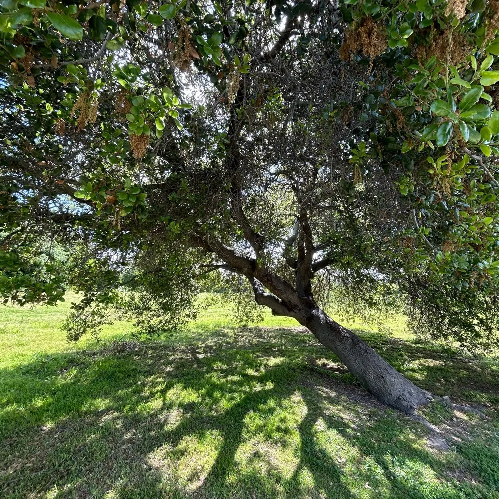 goatcheesepizza.bsky.social's profile picture