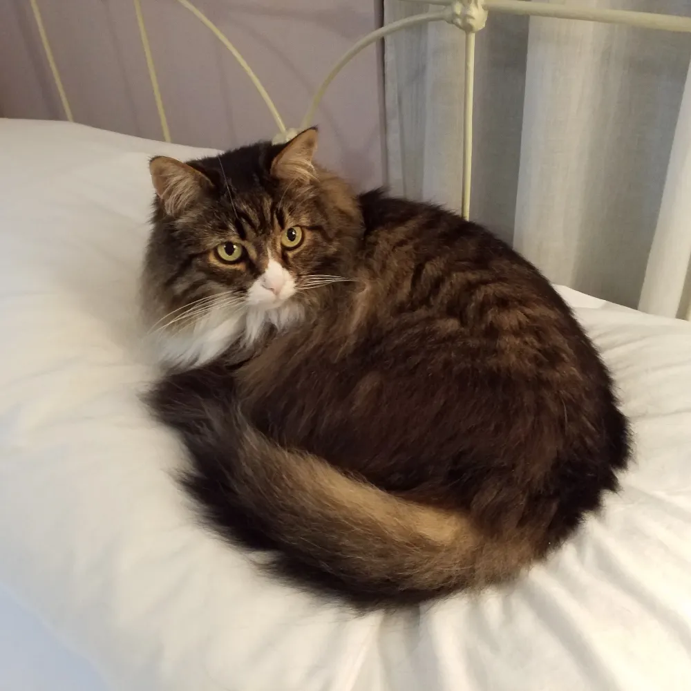 gwenmacbeth2.bsky.social's profile picture