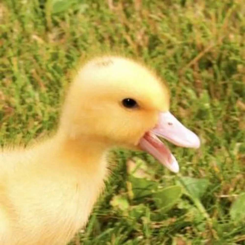 meisterente.bsky.social's profile picture