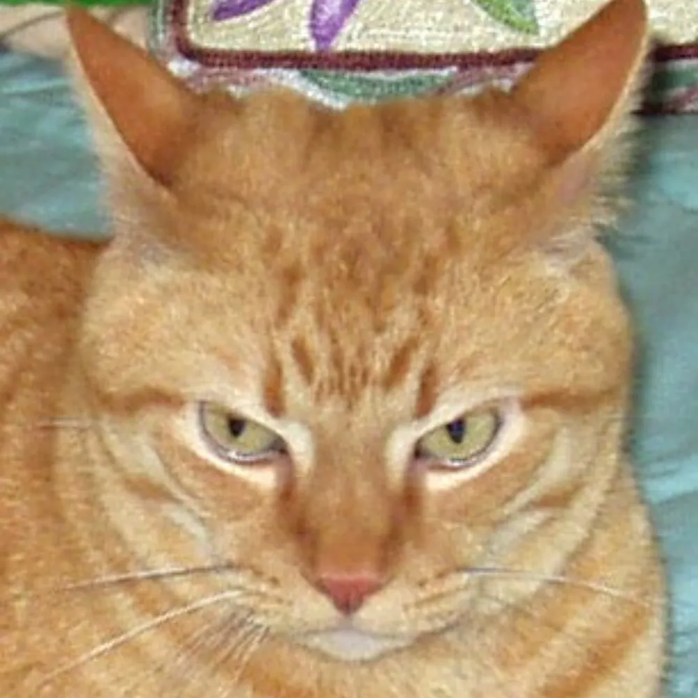 babsallday.bsky.social's profile picture