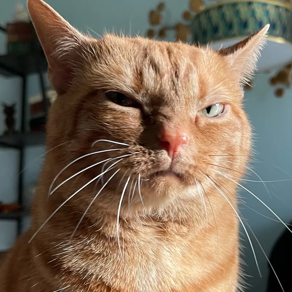 langewhopper.bsky.social's profile picture